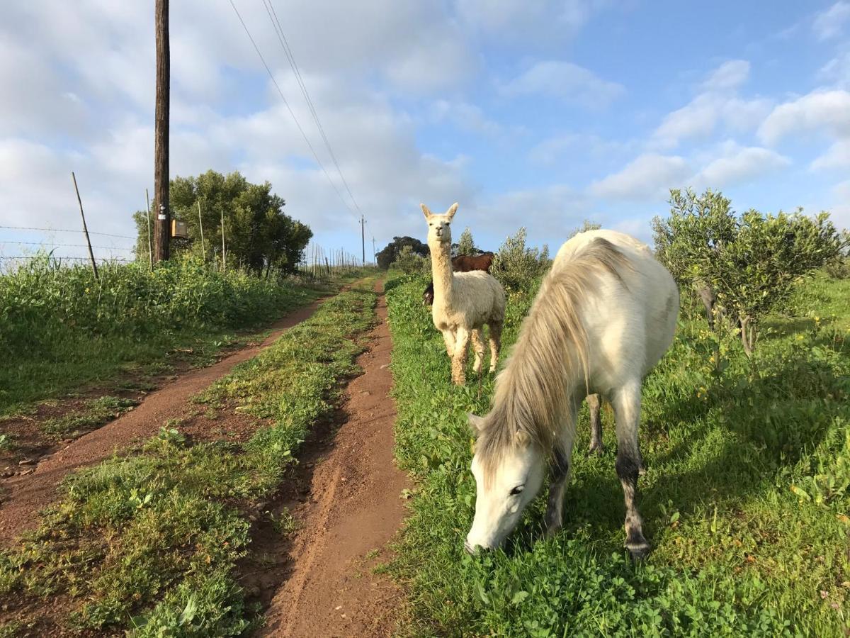 Вилла Anna Beulah Farm Дурбанвиль Экстерьер фото